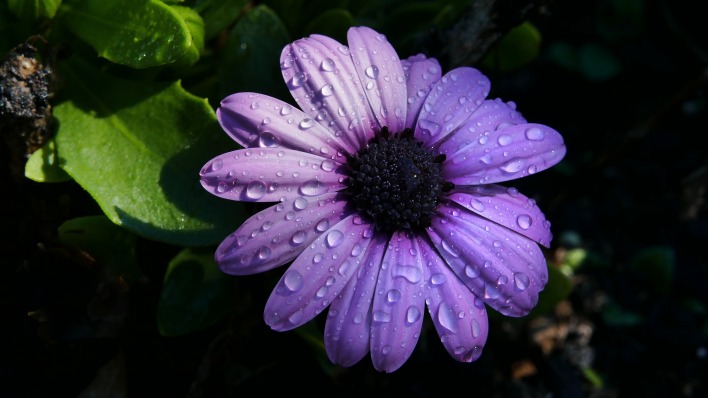 цветок фиолетовый капли лепестки