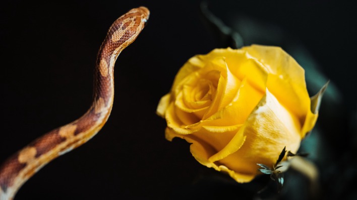 роза желтая змея черный фон