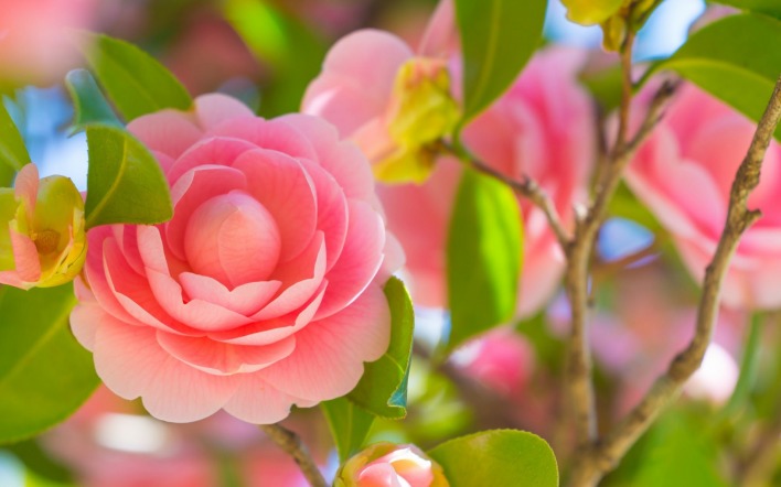 цветок розовый роза ветка кустовая