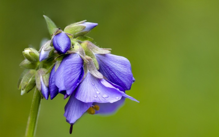 цветок голубой крупный план капли