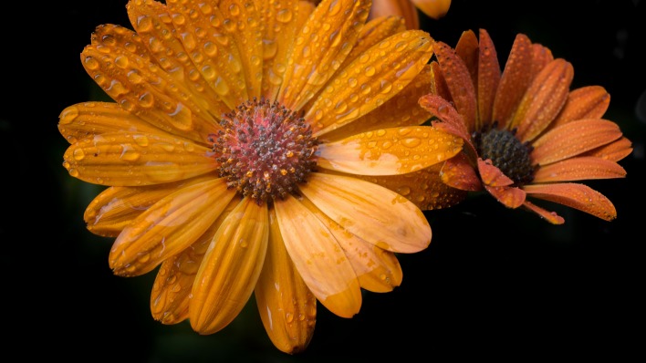 ромашка оранжевая капли цветок лепестки