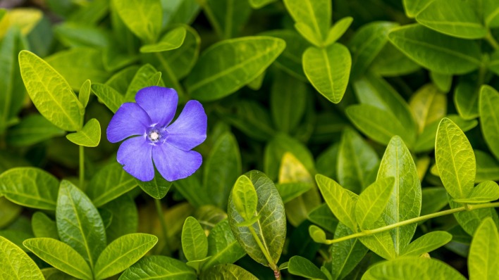 трава зелень цветок фиолетовый