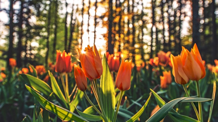 тюльпаны лес цветы солнечные лучи природа весна