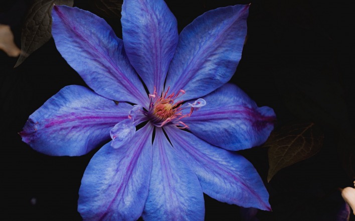 цветок фиолетовый крупный план