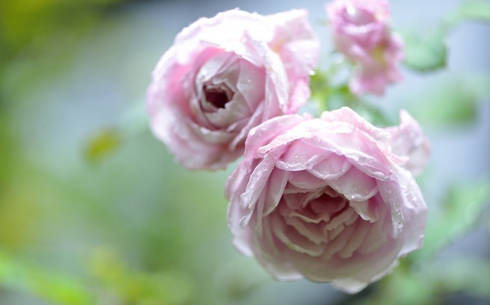розы бутоны кустовая розовая