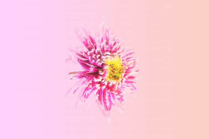 маргаритка цветок розовый
