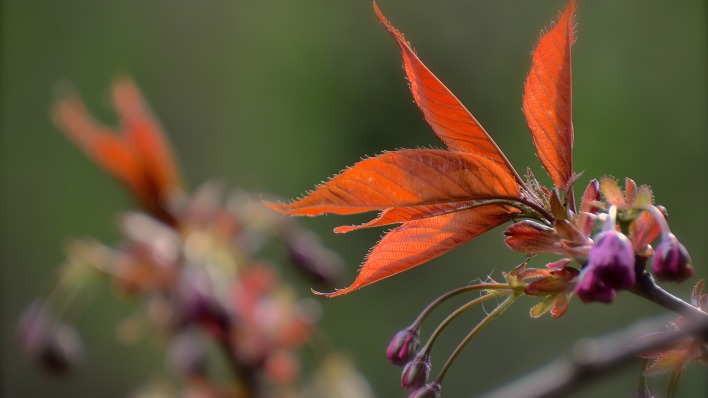 цветок макро листья
