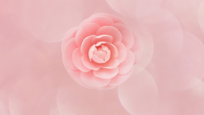 цветок бутон розовый