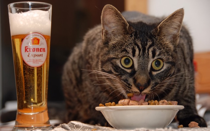 Кот пиво еда телевизор