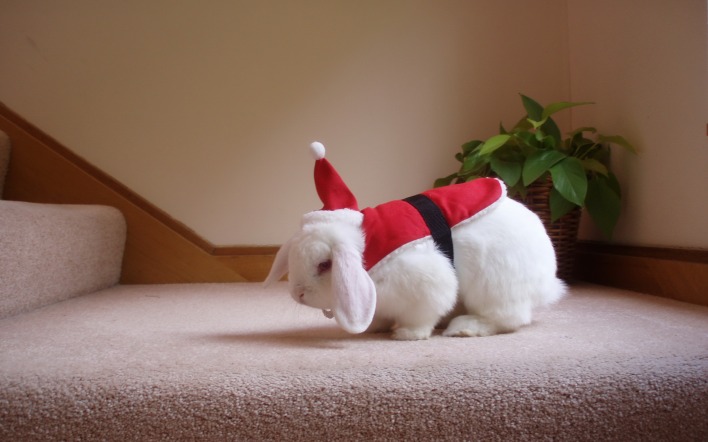 Кролик белый уши