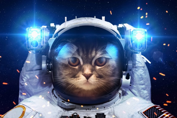Кот-космолет космонавт кот юмор
