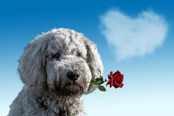 валентинка сердце роза собака облако