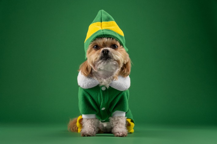 собака костюм новогодний зеленый