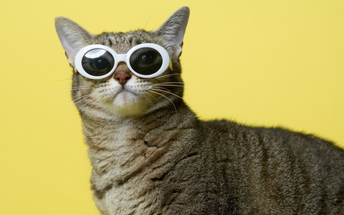 кот в очках четкий желтый фон