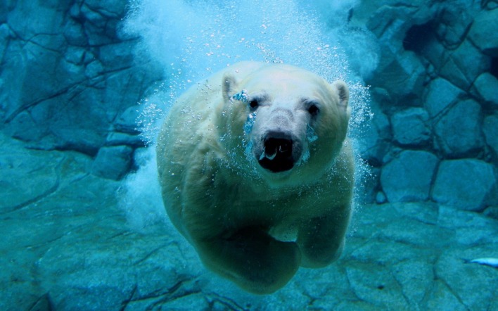Полный медведь под водой