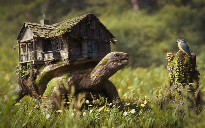 графика природа животные черепаха дом graphics nature animals turtle the house