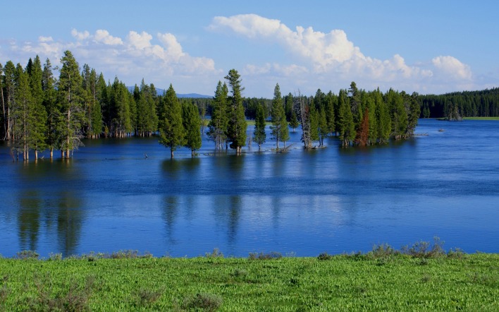 озеро лес берег деревья паводок