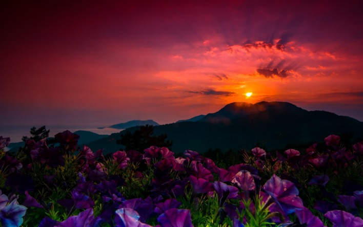 закат горы цветы высота небо