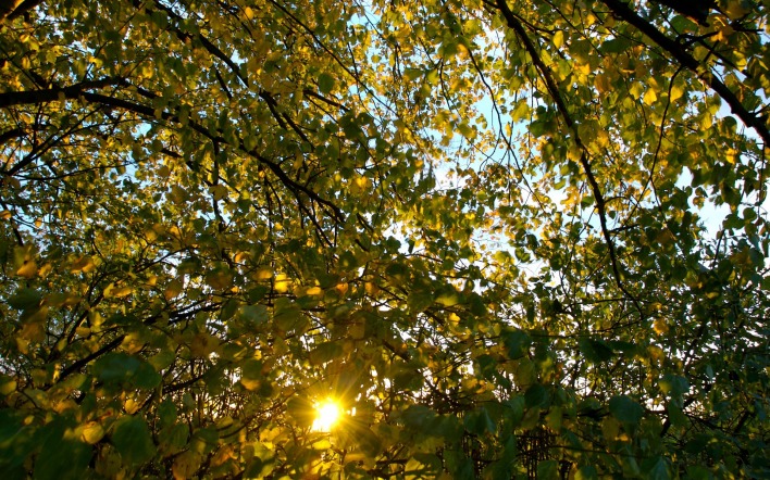 листья ветви солнце лучи