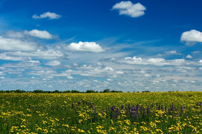 поле цветы трава небо облака