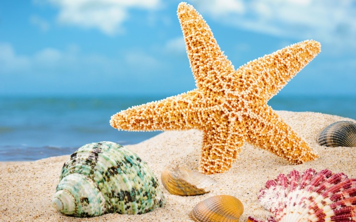 морская звезда пляж песок ракушки море