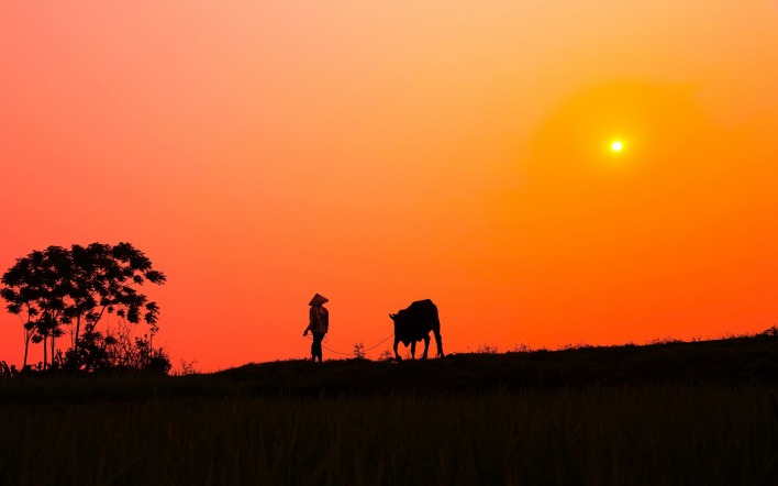 солнце оранжевый поле силуэт бык
