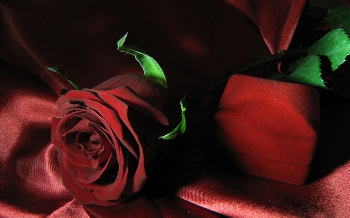 Бордовая картина с розой и кольцами