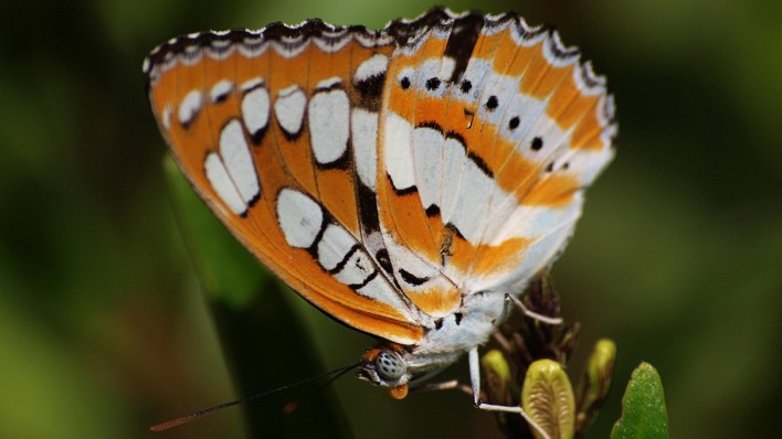 природа животные макро бабочка nature animals macro butterfly