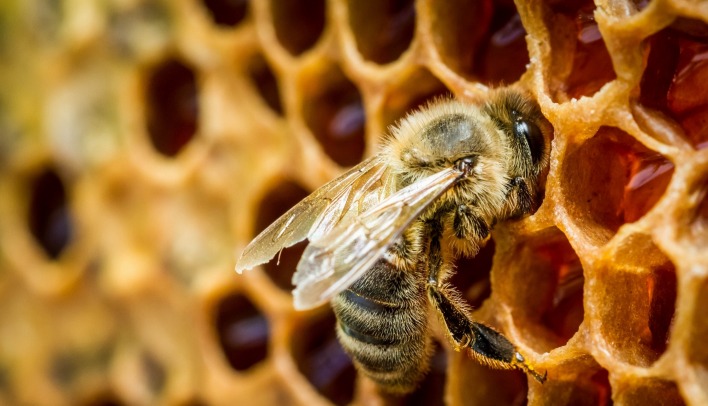 Пчела соты мед