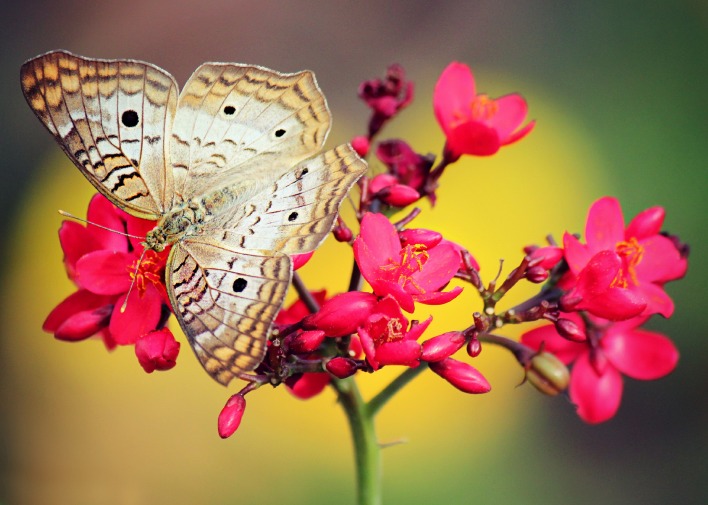 Бабочка макро на цветке
