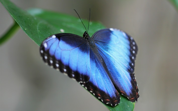 бабочка синяя