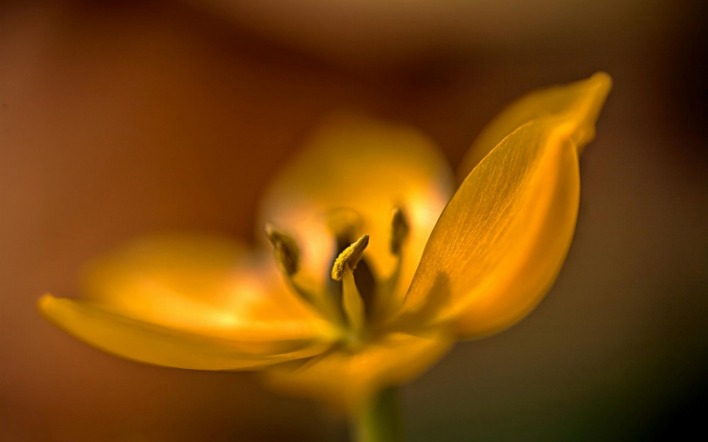 желтый цветок макро природа