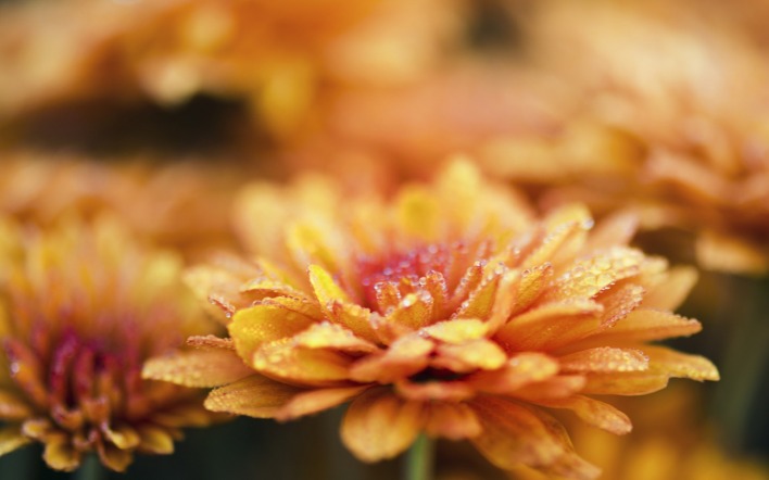 природа цветы Хризантема