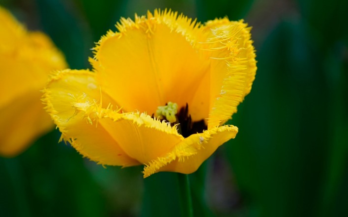 Желтый тюльпан макро