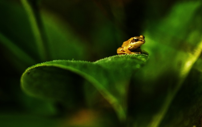растение лягушка животное природа лист