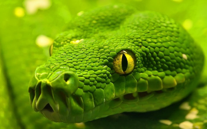 Зеленая змея макро съемка