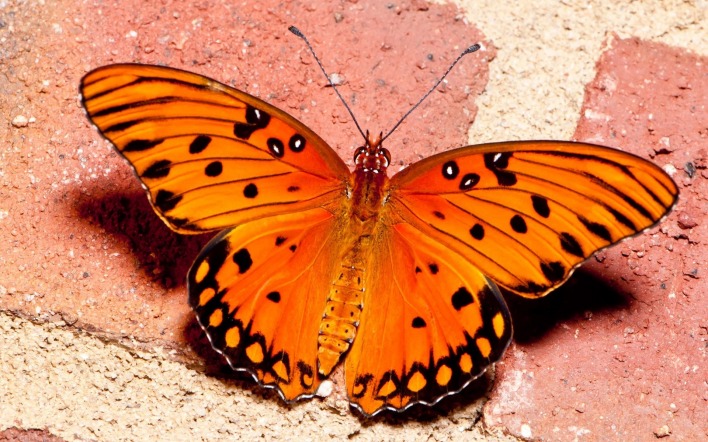 Оранжевая бабочка на плитке