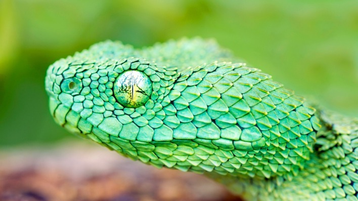 Зеленая змея макро