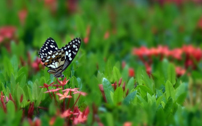 Бабочка макро трава цветы