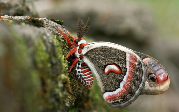 бабочка макро на камне