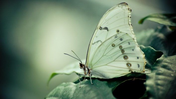 природа животные макро насекомое бабочка