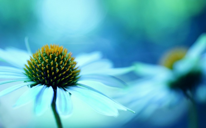 природа голубые цветы макро