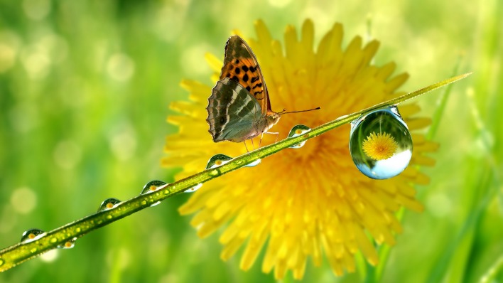 природа бабочка цветы животные насекомые роса