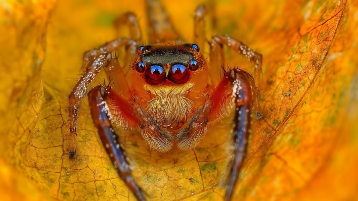 природа животные паук лист макро