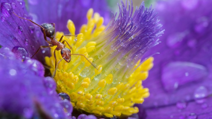 природа насекомые животные макро цветы муравей