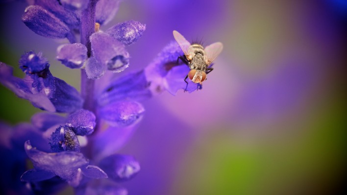 природа макро цветы насекомое пчела
