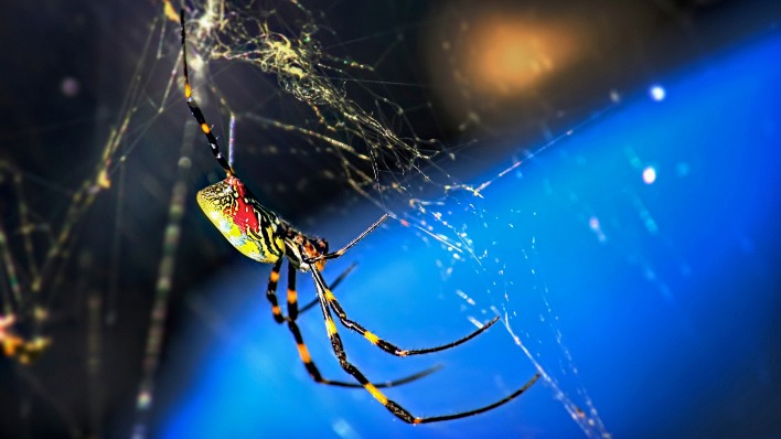 природа насекомые животные паук паутина