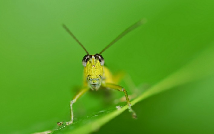 природа насекомое животные макро nature insect animals macro