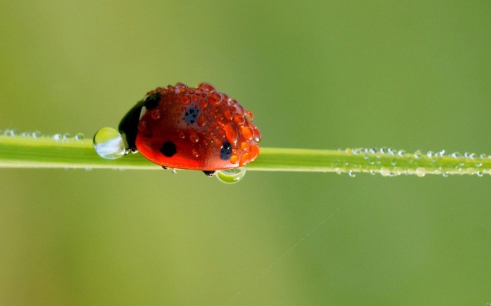 природа макро роса вода капли божья коровка nature macro Rosa water drops God ladybug