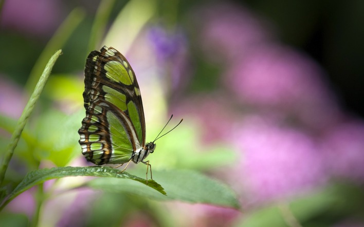 природа животные насекомое бабочка nature animals insect butterfly
